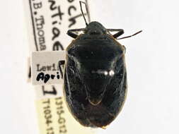 Image of Chlorochroa (Chlorochroa) opuntiae Esselbaugh 1948