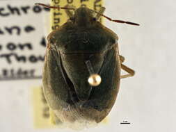 Image of Chlorochroa (Chlorochroa) rossiana Buxton & Thomas 1983