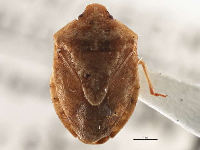 Image of Dendrocoris pini Montandon 1893