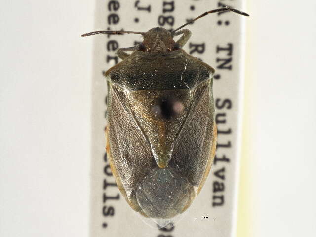 Image of Red-shouldered Stink Bug