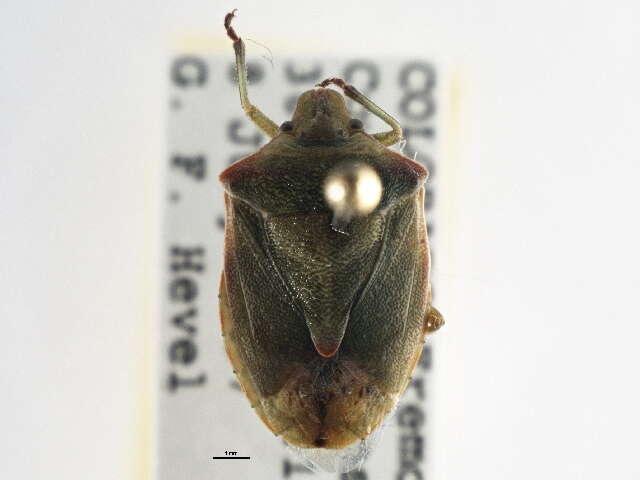 Image of Red-shouldered Stink Bug