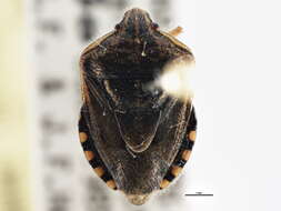 Image of Trichopepla semivittata (Say 1832)