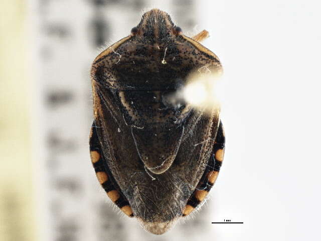 صورة Trichopepla semivittata (Say 1832)