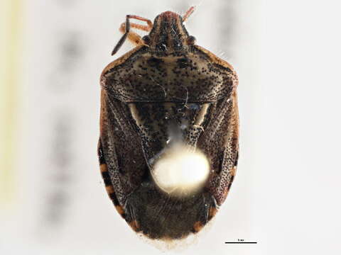 Image of Trichopepla