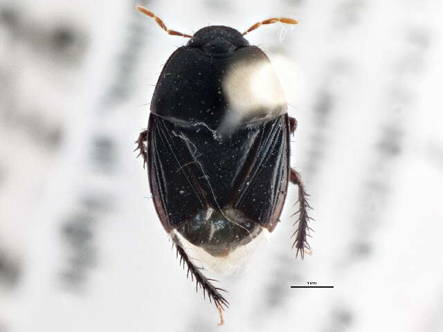 Image of Burrower bug