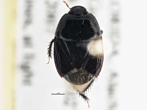 Image of Burrower bug