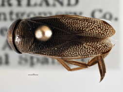 Image of Hesperocorixa obliqua (Hungerford 1925)