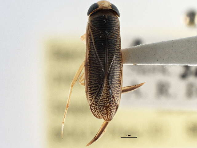 Image of Sigara fallenoidea (Hungerford 1926)