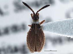 Image of Hesperotingis antennata Parshley 1917