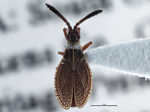 Image of Hesperotingis antennata Parshley 1917