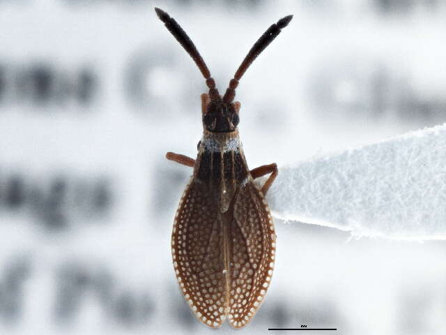 Image of Hesperotingis antennata Parshley 1917