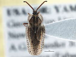 Слика од Dictyonota (Dictyonota) fuliginosa Costa 1855