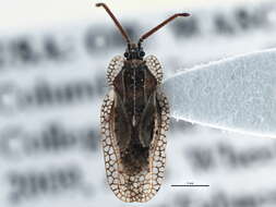 Слика од Dictyonota (Dictyonota) fuliginosa Costa 1855