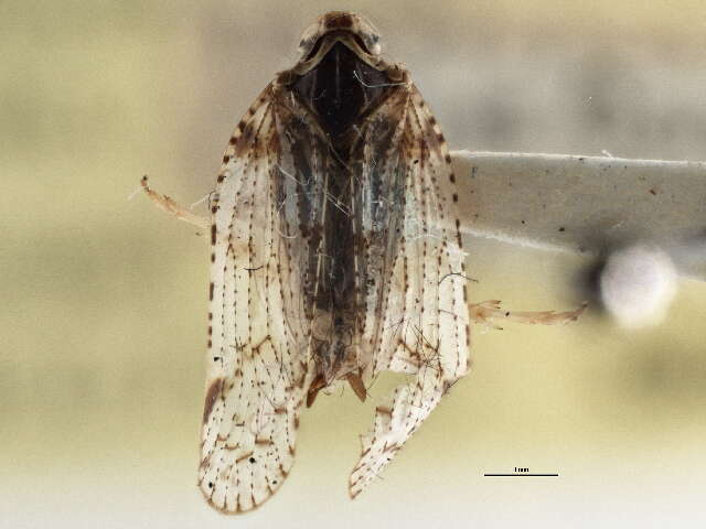 Image of Cixius basalis