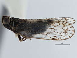 Image of Oecleus venosus Van Duzee 1912