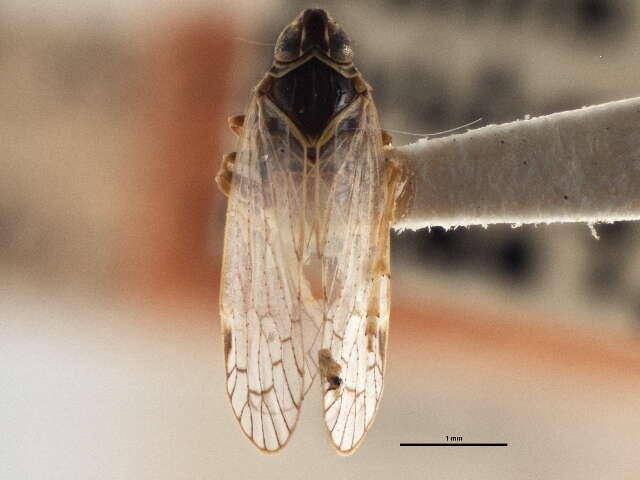 Image of Oliarus sablensis