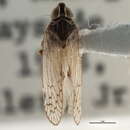 Image of Melanoliarus zyxus (Caldwell 1947)