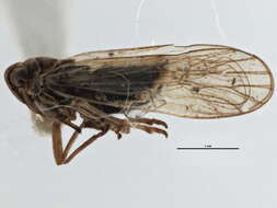 Image of Delphacodes