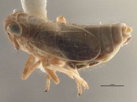 Imagem de Elachodelphax (Aschedelphax) pediforma Beamer 1947