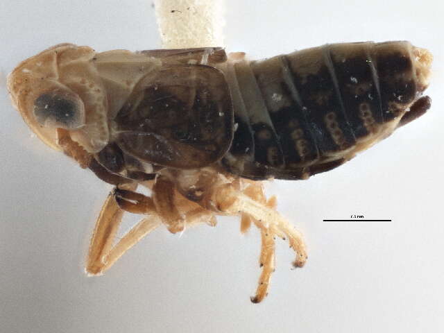 Image of Laccocera flava