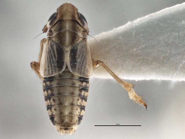 Laccocera lineata resmi