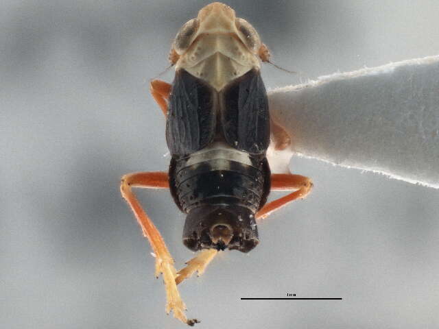 Laccocera oregonensis resmi