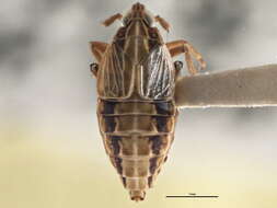 Image of Megamelus flavus