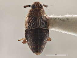 Image of Pissonotus brunneus Van Duzee 1897