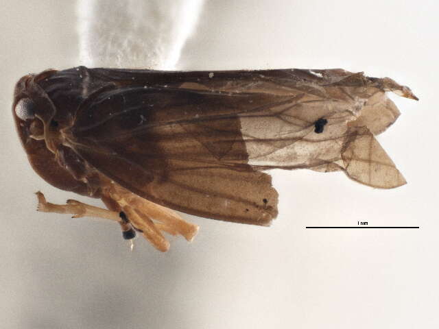 Image of derbid planthoppers