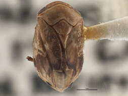 صورة Clastoptera achatina Germar 1839