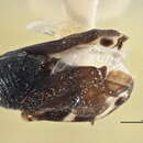 Image of Clastoptera brunnea Ball 1927
