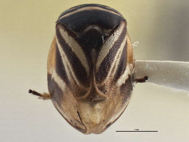 Image of Clastoptera saintcyri Provancher 1872