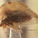 Image of Cyrtolobus ovatus Van Duzee