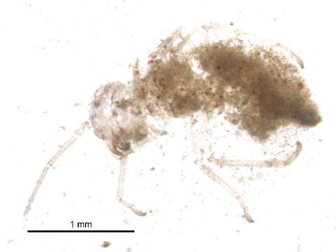 Image of Teliapsocus conterminus (Walsh 1863)