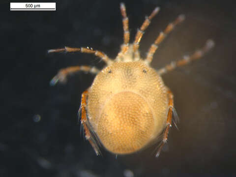 Image of Arrenurus longicaudatus (Marshall 1908)