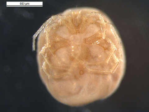 Image of Hydrodromidae