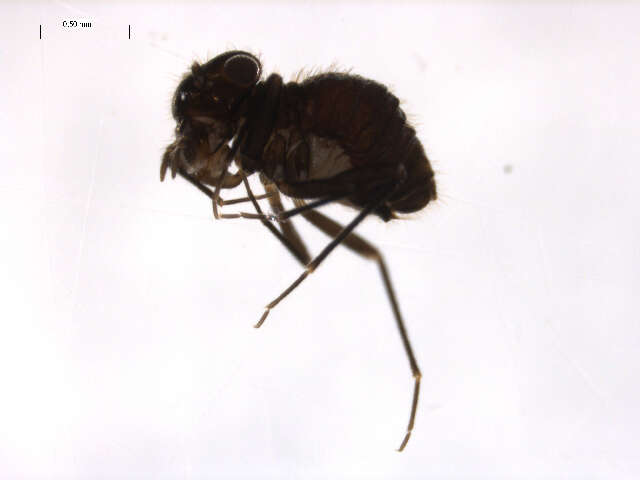 Image of Bertkauia crosbyana Chapman & P. J. 1930