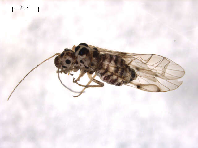 Image of Teliapsocus conterminus (Walsh 1863)