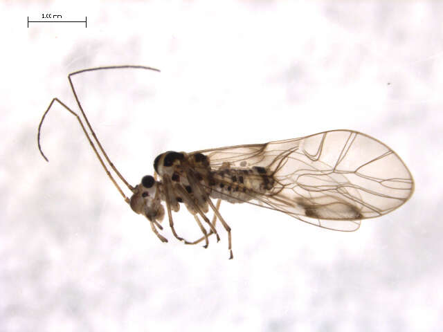 Image of Teliapsocus conterminus (Walsh 1863)