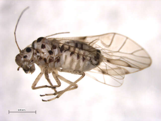 Teliapsocus conterminus (Walsh 1863) resmi