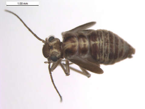 Image de Amphigerontia bifasciata (Latreille 1799)