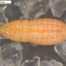 Image of Oxythrips