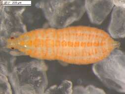 Image of Oxythrips