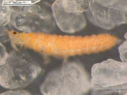 Image of Oxythrips