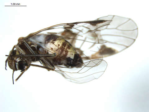 Image de Amphigerontia bifasciata (Latreille 1799)