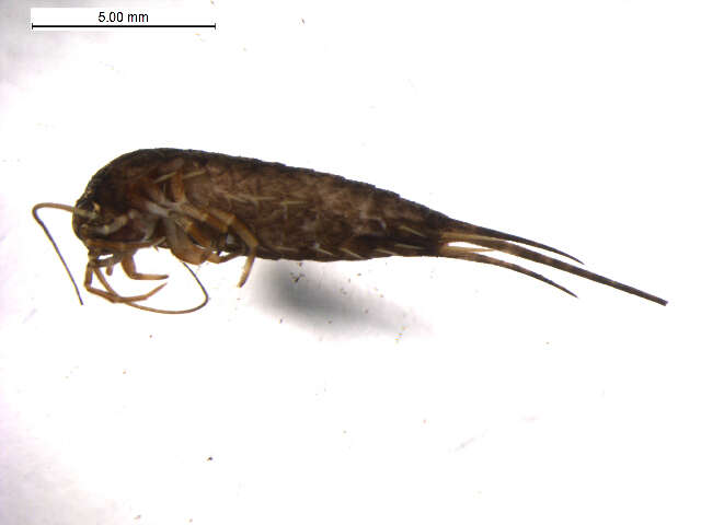 Image of Pedetontus (Verhoeffilis) submutans (Silvestri 1911)