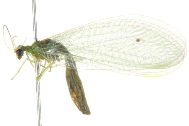 Image of Chrysoperla