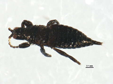 Image of Cephalothrips