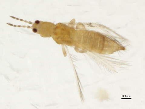 Image of Onion Thrips