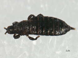 Image de Cephalothrips